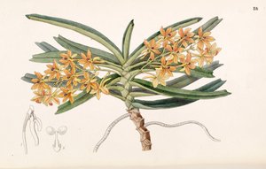 Ascocentrum miniatum - Miss Drake